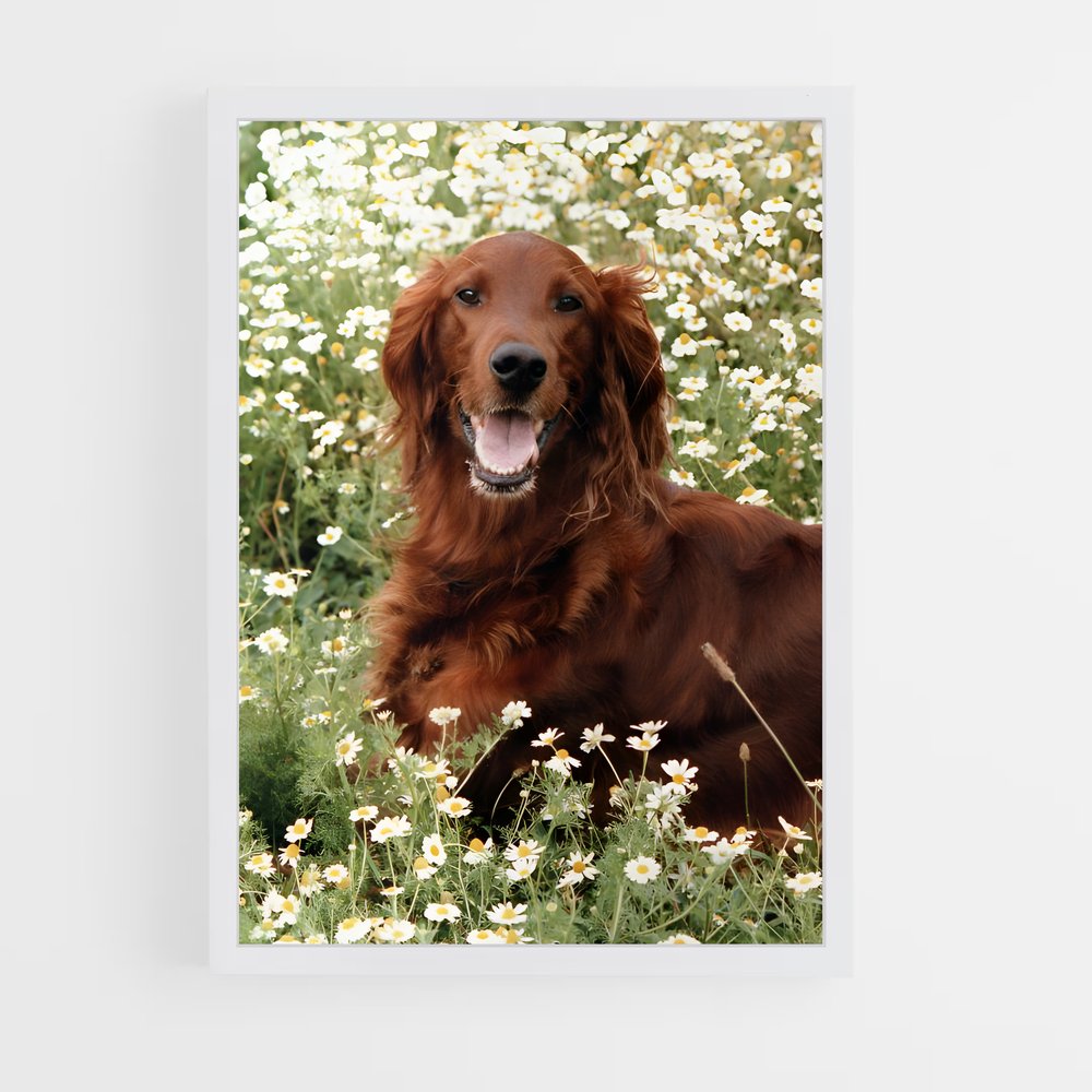 ap-irish setter-4 cadre Blanc