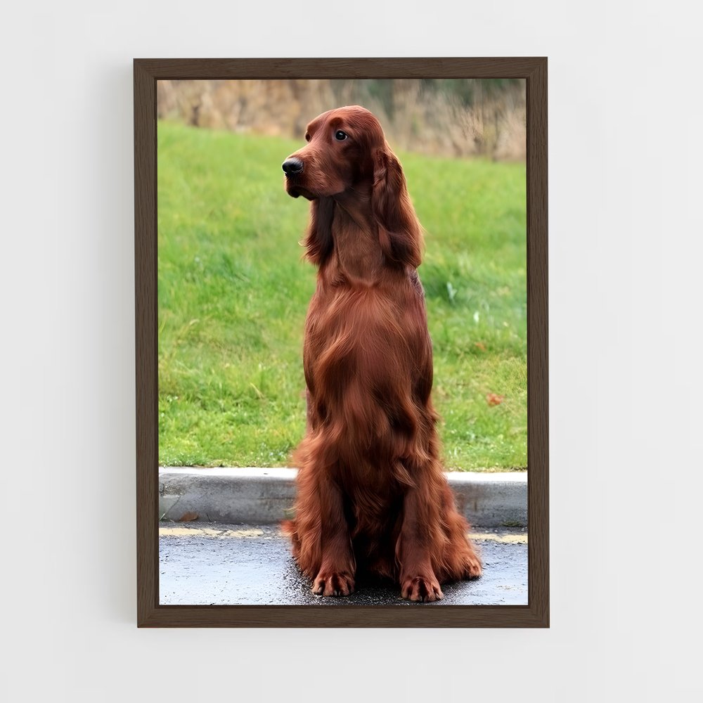 ap-irish setter-5 cadre Bois foncé