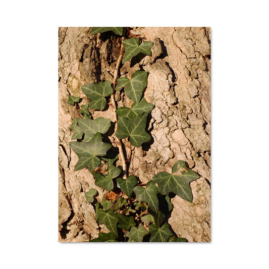 Poster Lierre Mystique