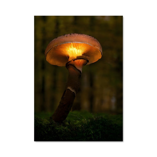 Poster Lueur Mycologique