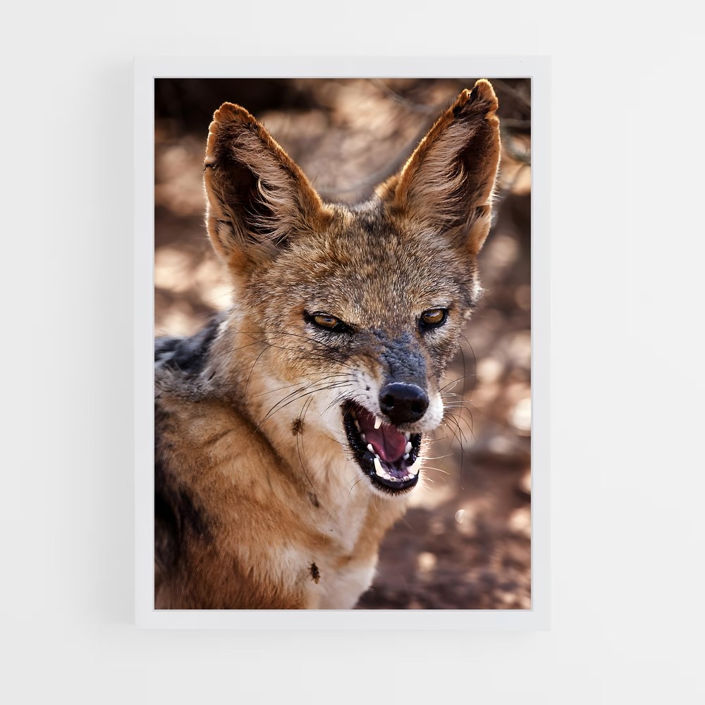 ap-jackal-4 cadre Blanc