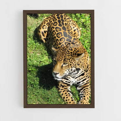 ap-jaguar-2 cadre Bois foncé