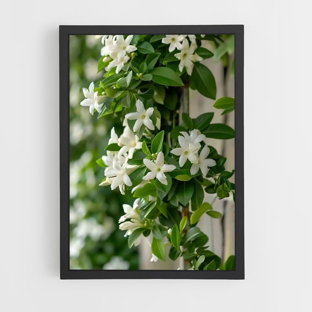 ap-jasmine-3 cadre Noir