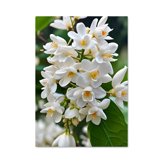 Poster Bouquet d'Jasmine