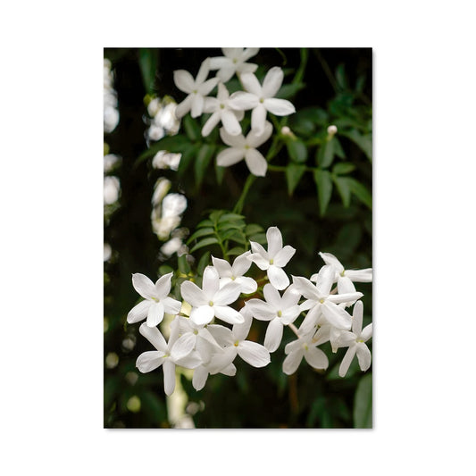 Poster Éclat de Jasmin