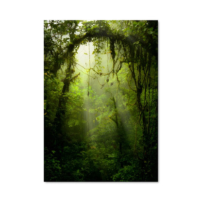 Poster Lumière d'Amazonie