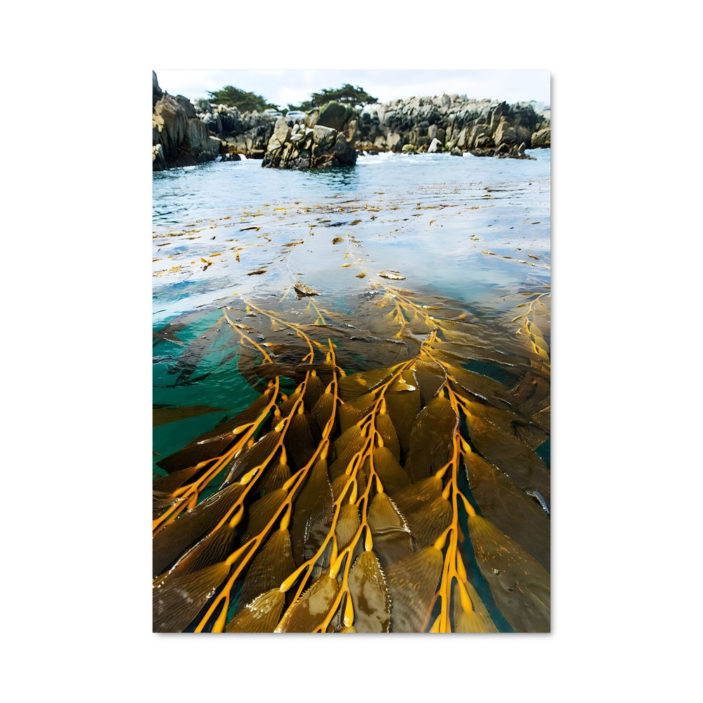 Poster Kelp 96272