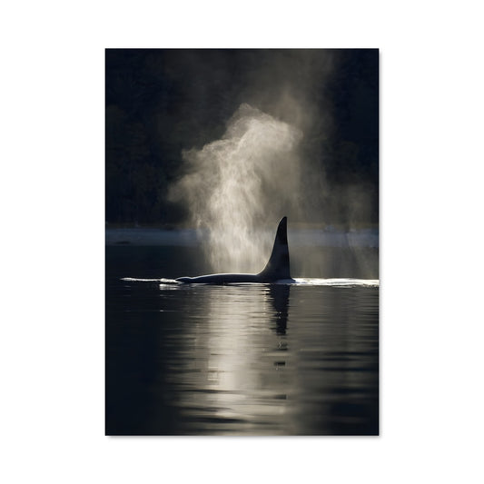 Poster Plongée de l'Orque