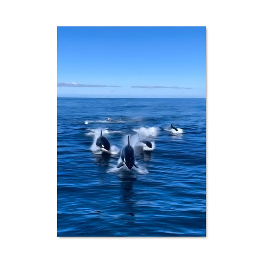 Poster Killer whale 83857