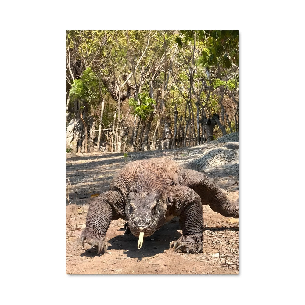 Poster Le Dragon de Komodo