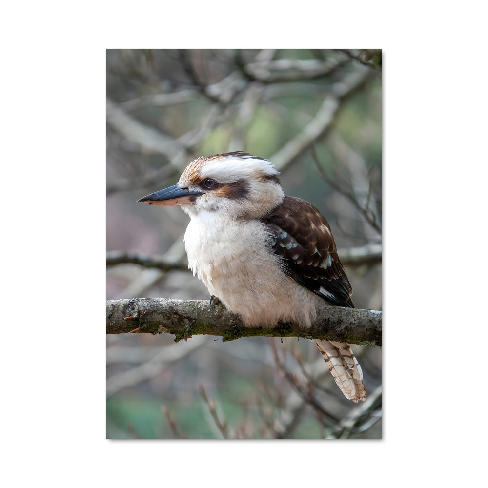 Poster Kookaburra Serenade