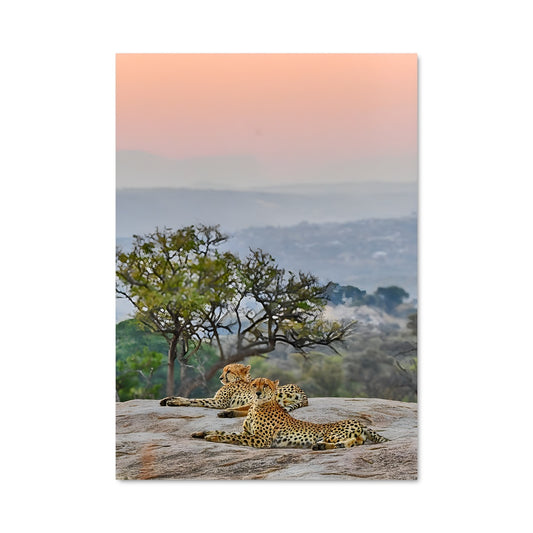 Poster Léopard au Sommet