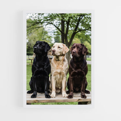 ap-labrador retriever-1 cadre Blanc