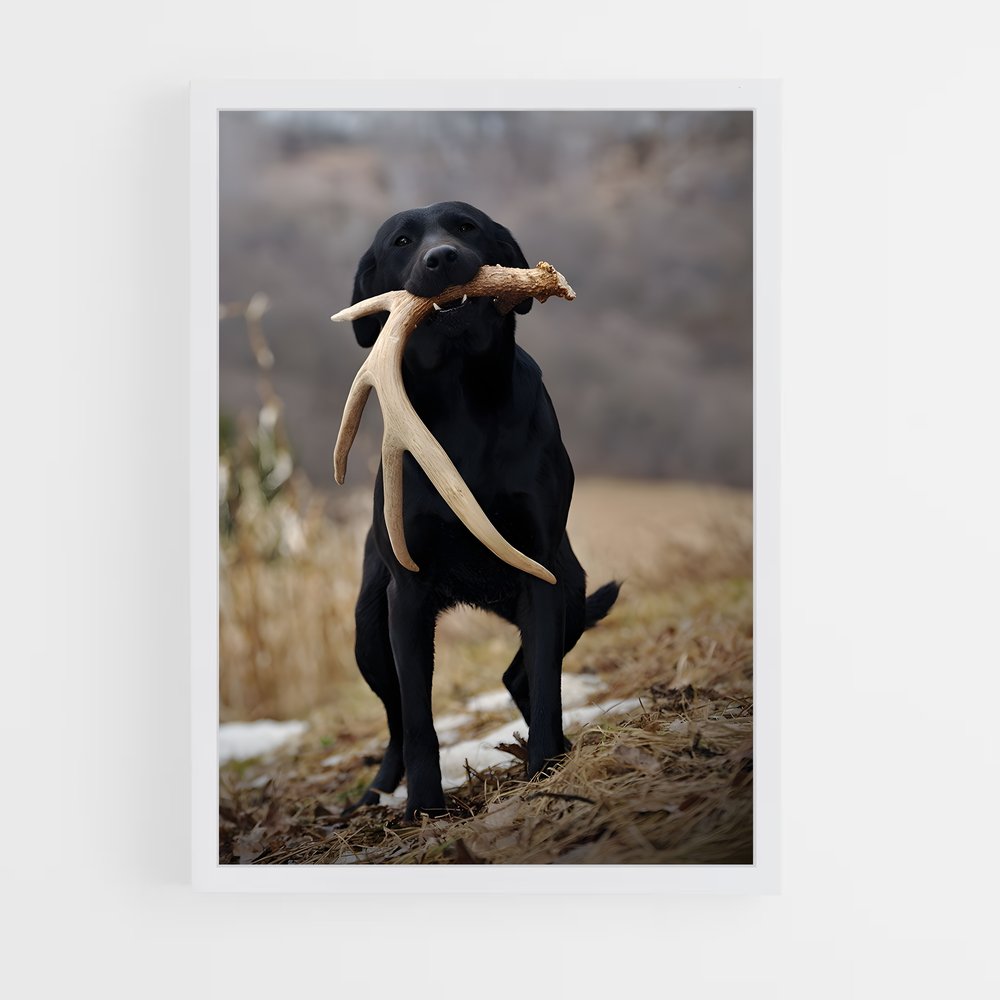 ap-labrador retriever-2 cadre Blanc