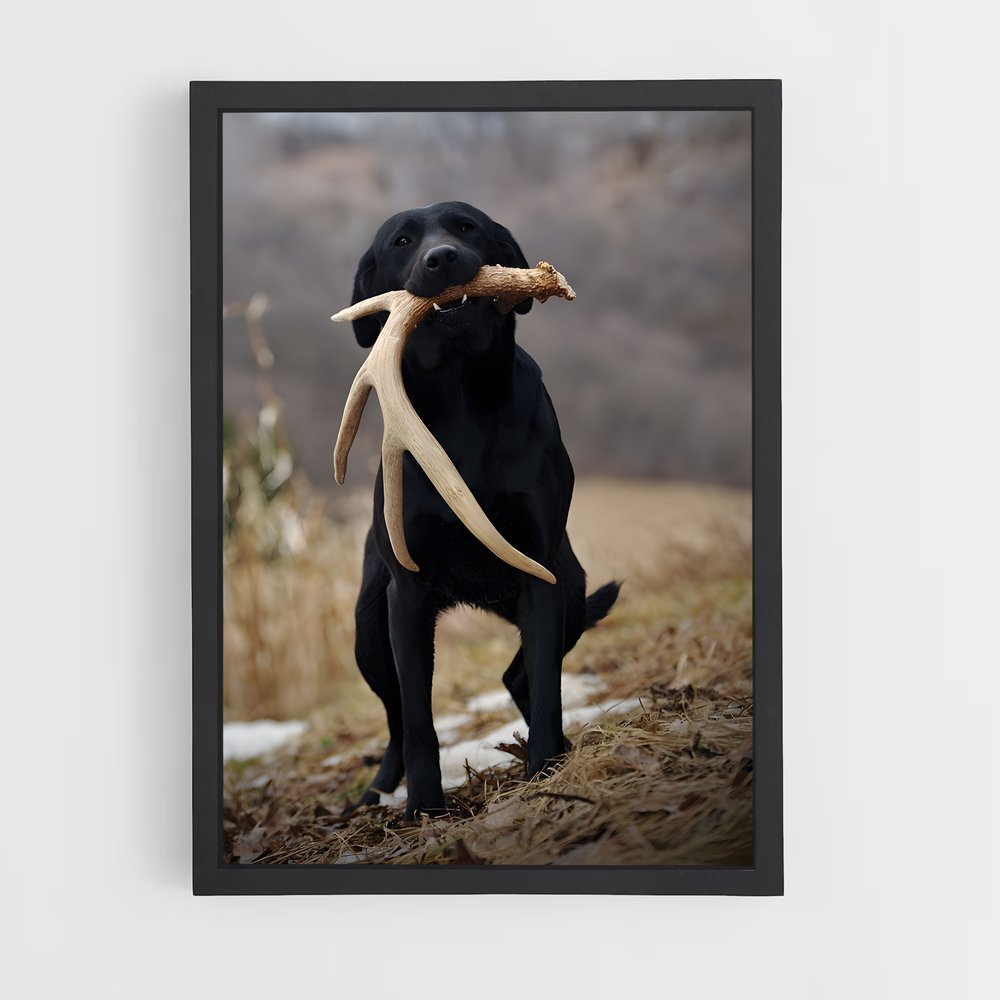 ap-labrador retriever-2 cadre Noir