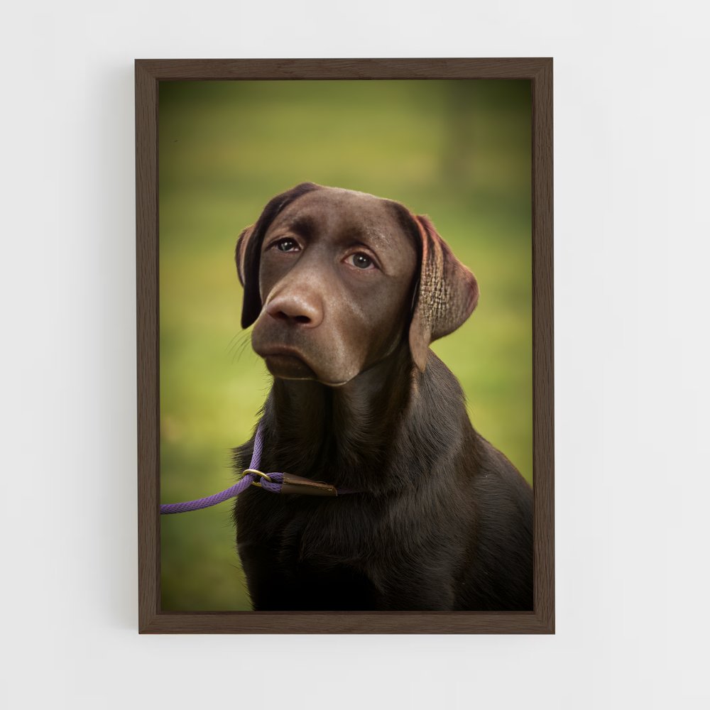 ap-labrador retriever-3 cadre Bois foncé