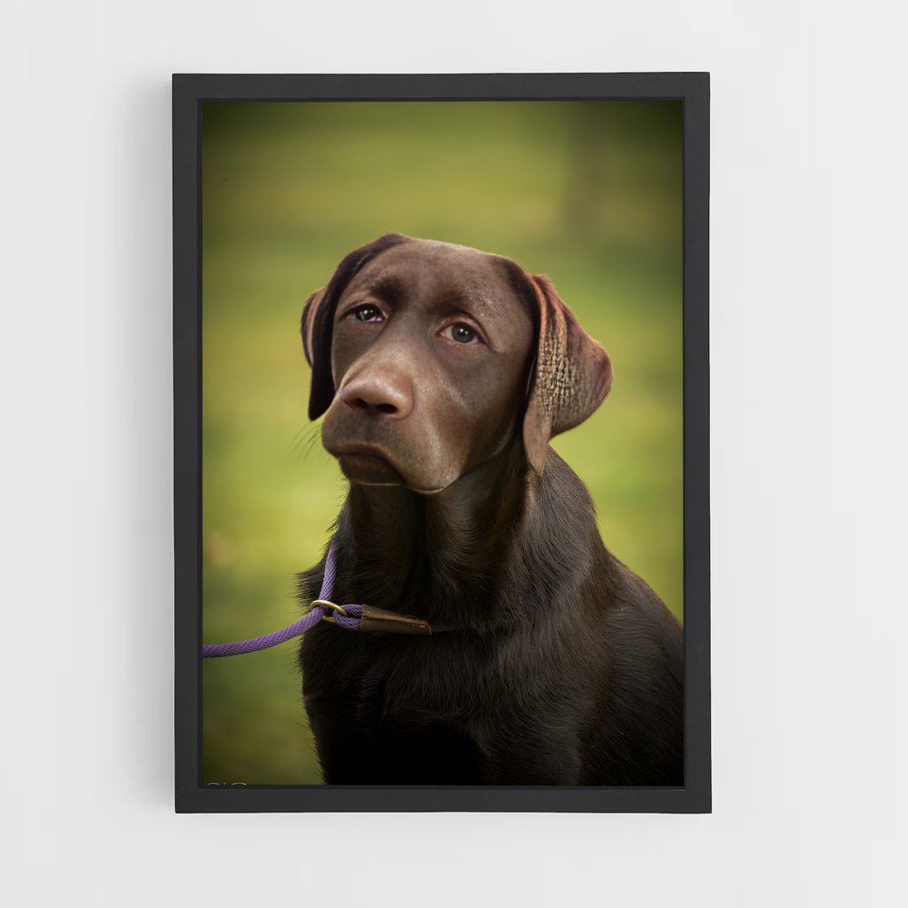 ap-labrador retriever-3 cadre Noir