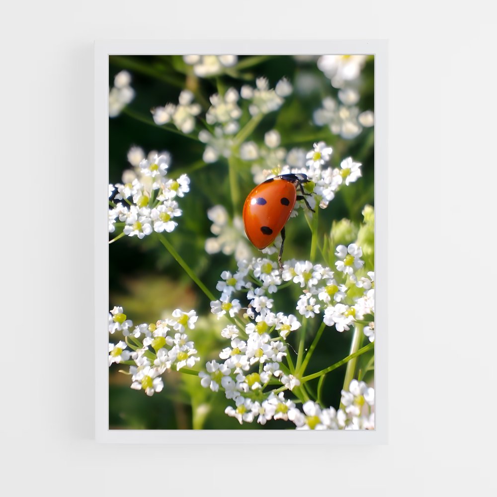 ap-ladybug-12 cadre Blanc