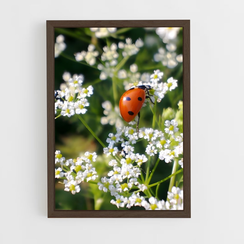 ap-ladybug-12 cadre Bois foncé