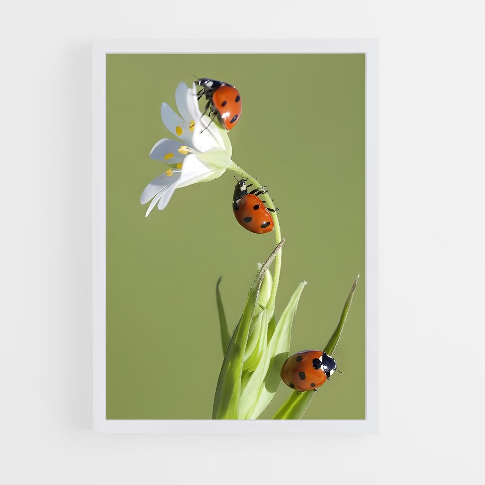ap-ladybug-3 cadre Blanc