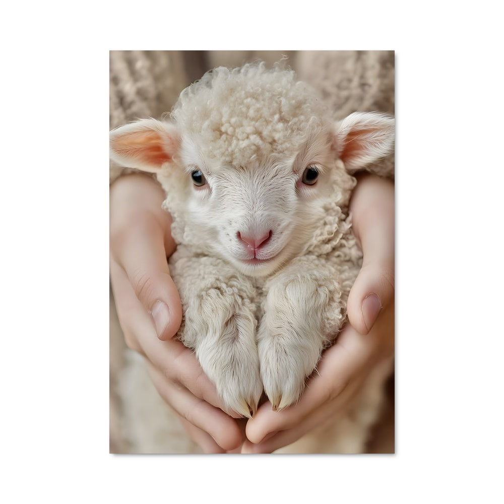 Poster Douceur de Mouton