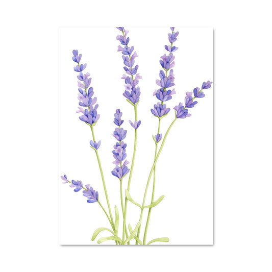 Poster Lavender 96612