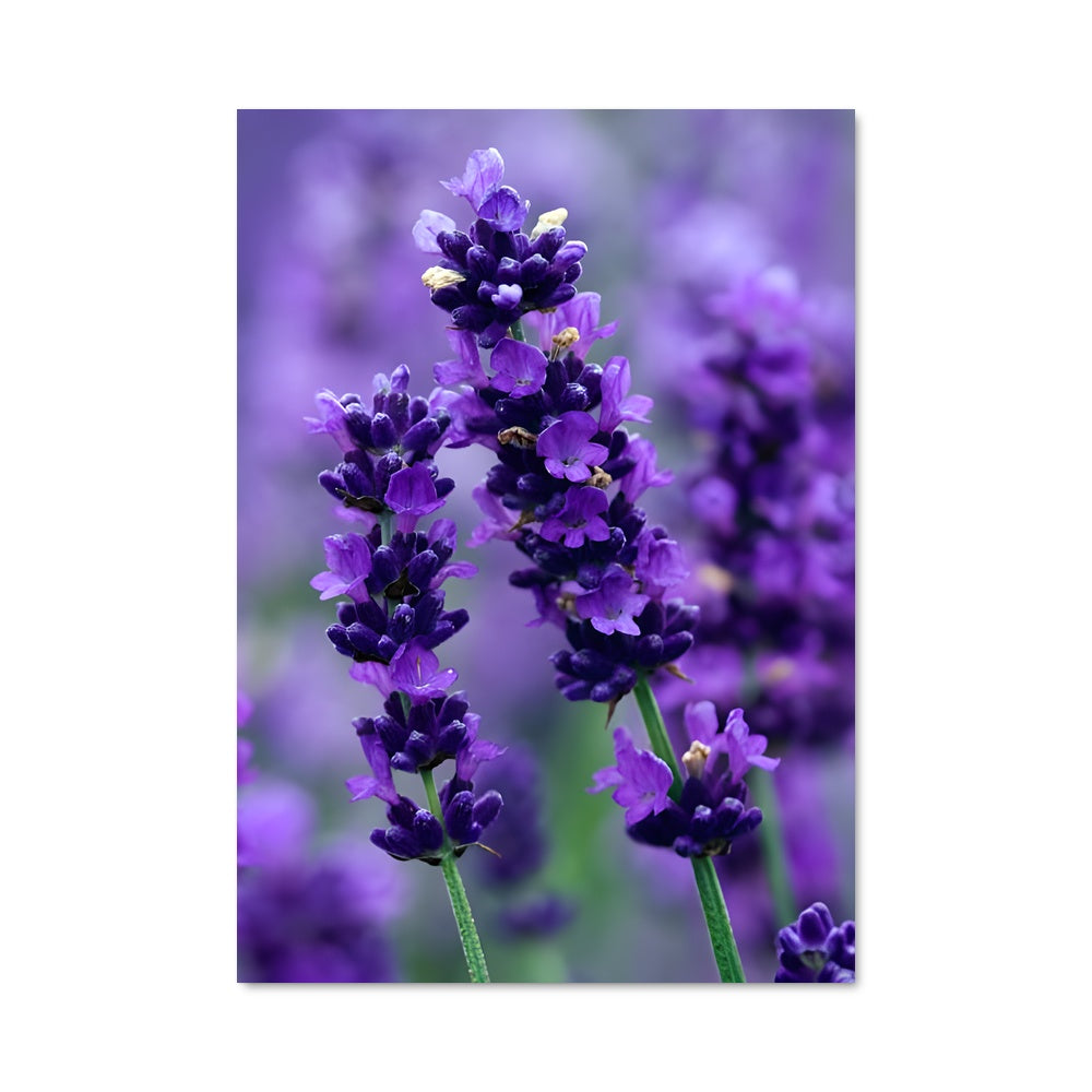 Poster Lavender 96641