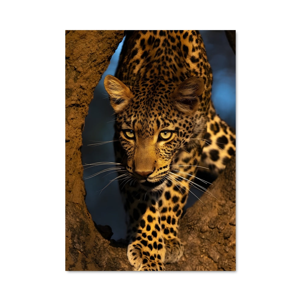 Poster Léopard Majestueux