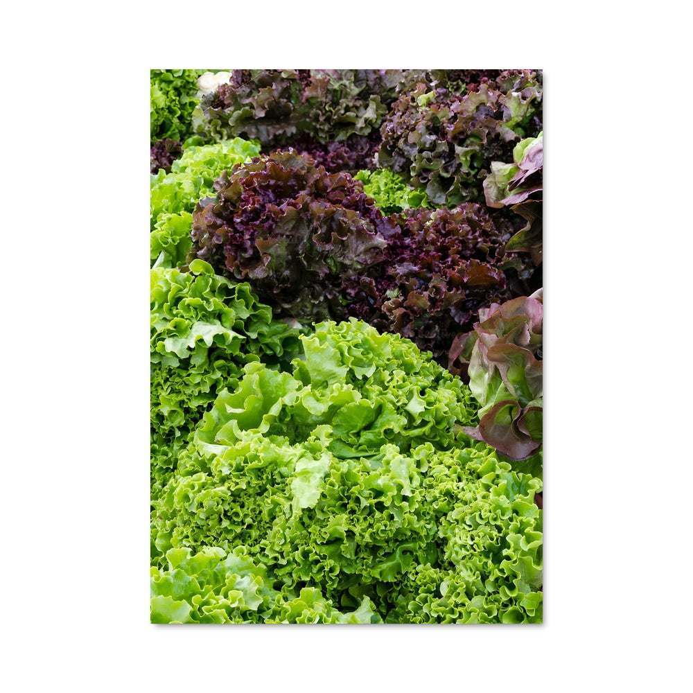 Poster Lettuce Craze