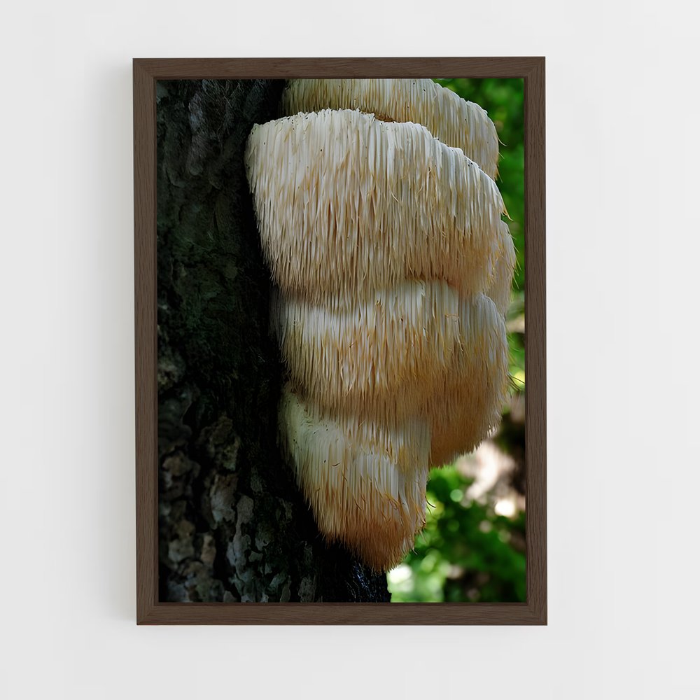 ap-lion's mane-1 cadre Bois foncé