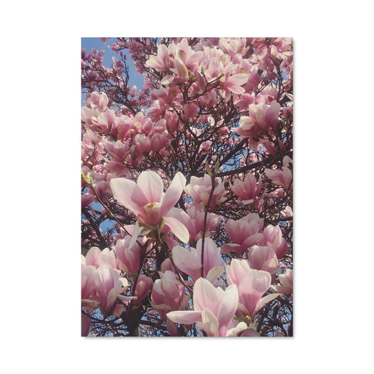 Poster Magnolia 96971