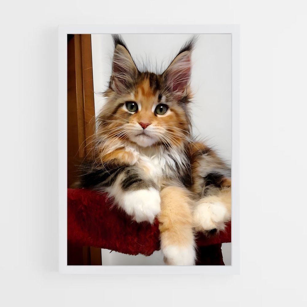 ap-maine coon-11 cadre Blanc