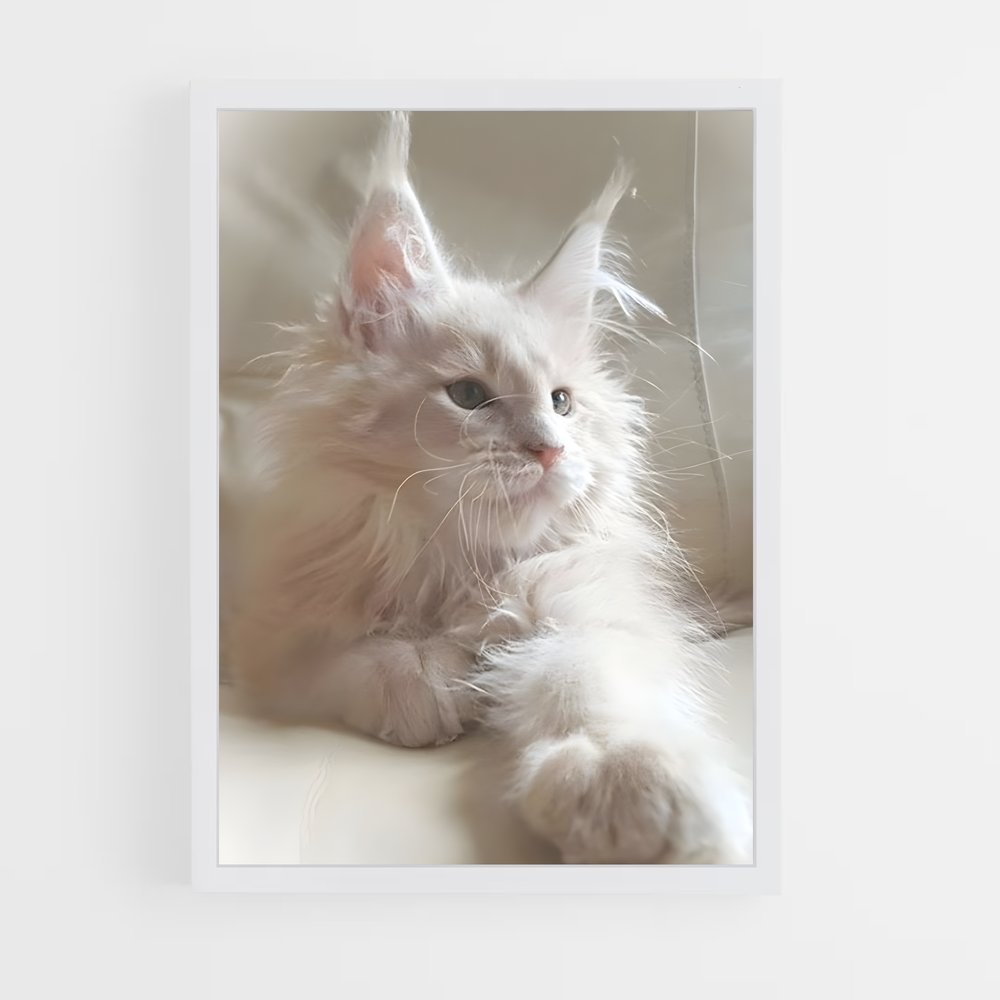 ap-maine coon-5 cadre Blanc