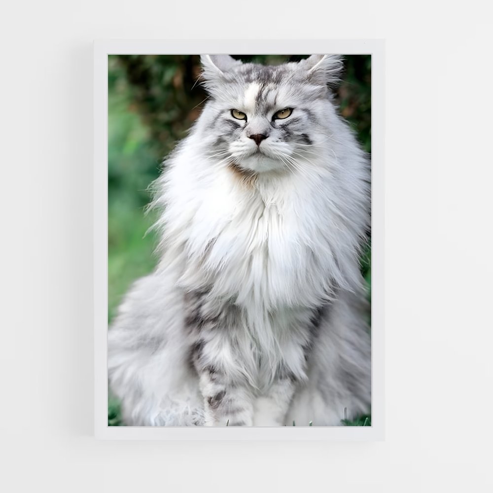 ap-maine coon-6 cadre Blanc