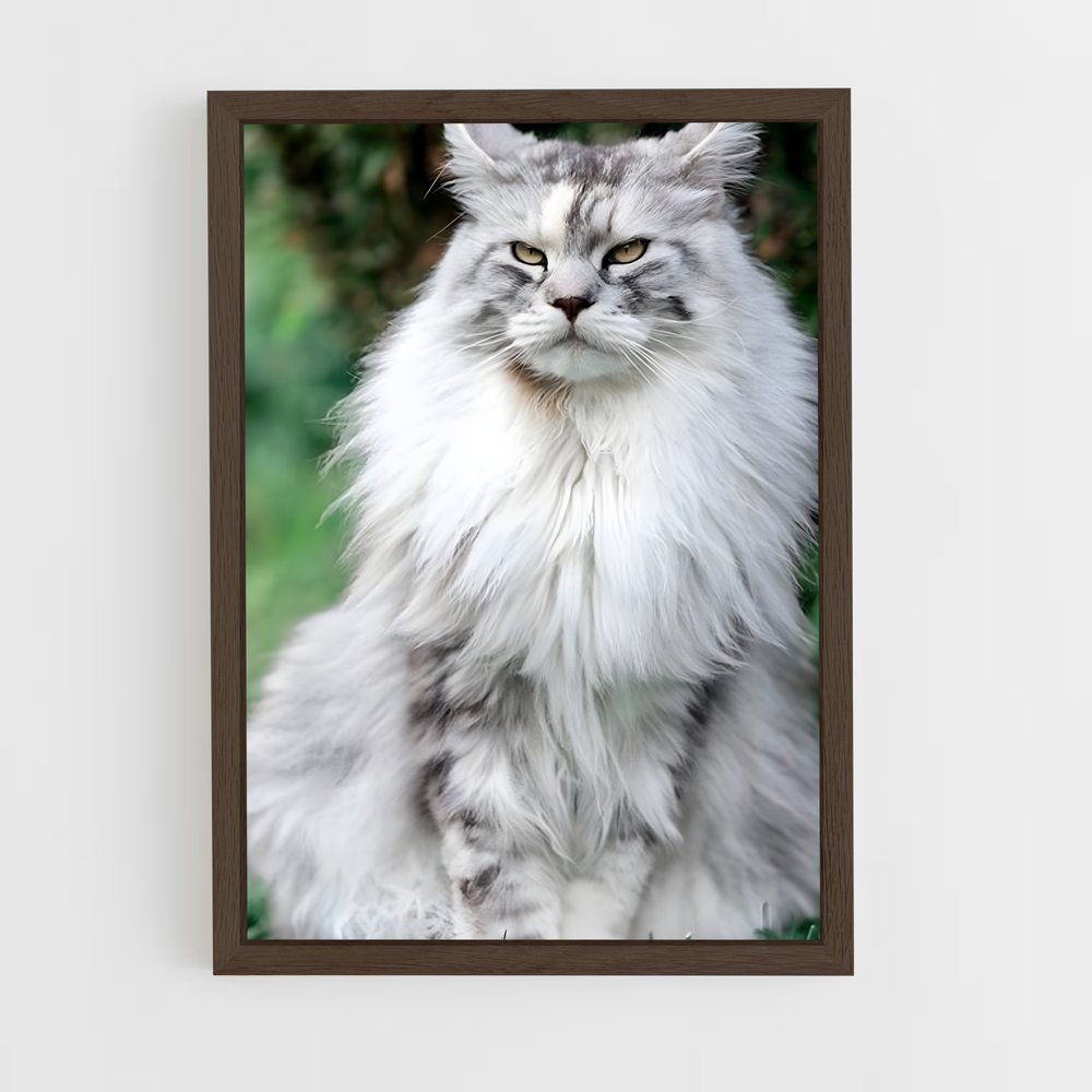 ap-maine coon-6 cadre Bois foncé