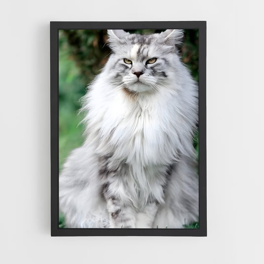 ap-maine coon-6 cadre Noir