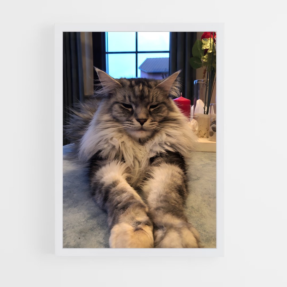ap-maine coon-9 cadre Blanc