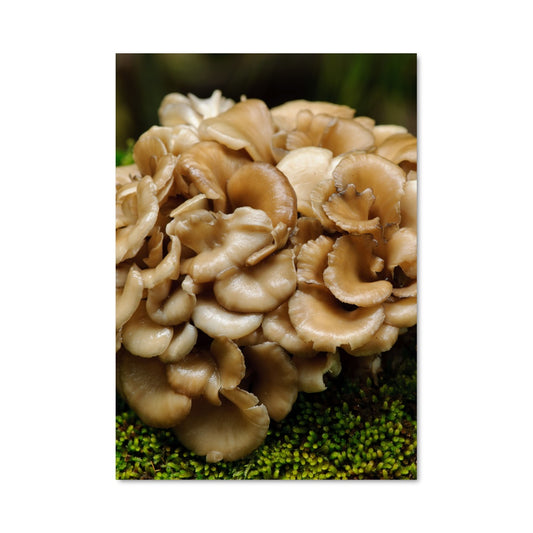 Poster Champignon Majestueux