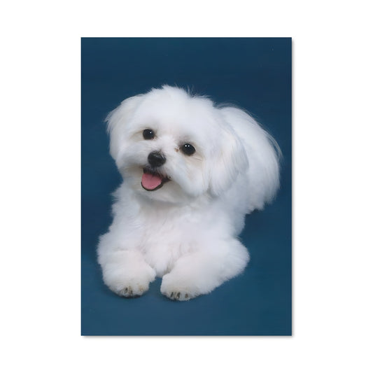 Poster Maltese Mignonnerie