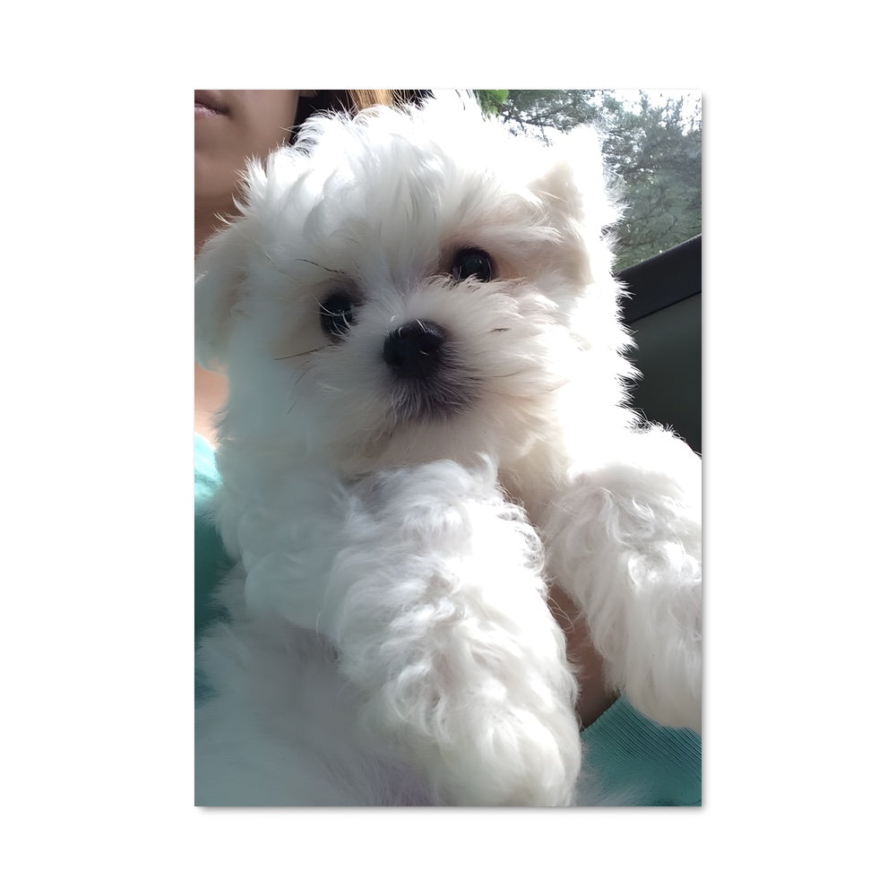 Poster Maltese 85018