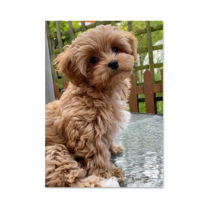 Poster Maltese Charm