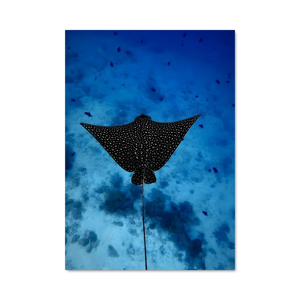 Poster Danse des Manta Rays