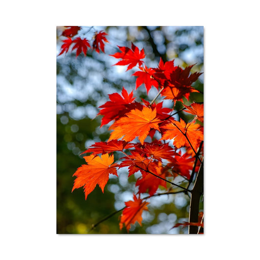Poster Maple 96975