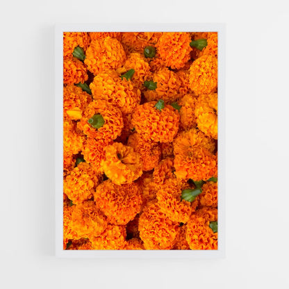 ap-marigold-7 cadre Blanc