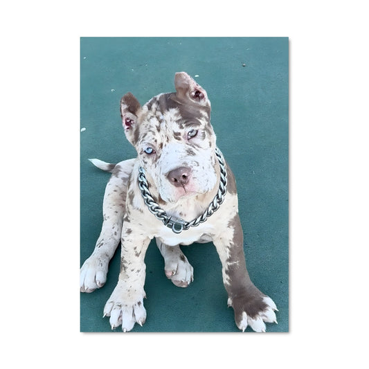 Poster Mastiff 85017