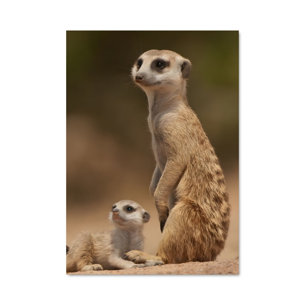 Poster Maman Suricate