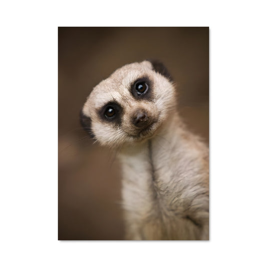 Poster Curieux Suricate