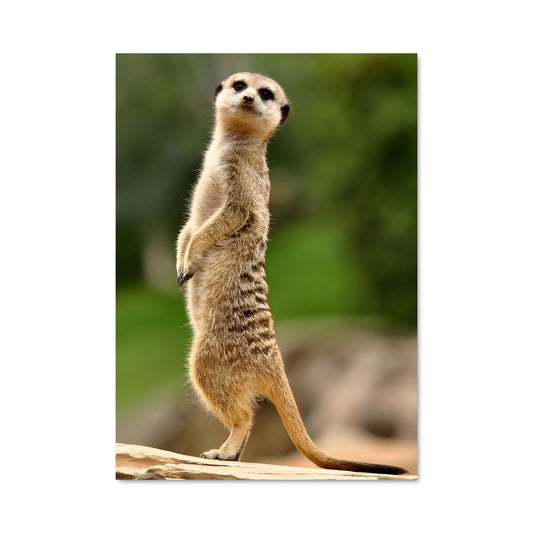 Poster Sur la Pierre