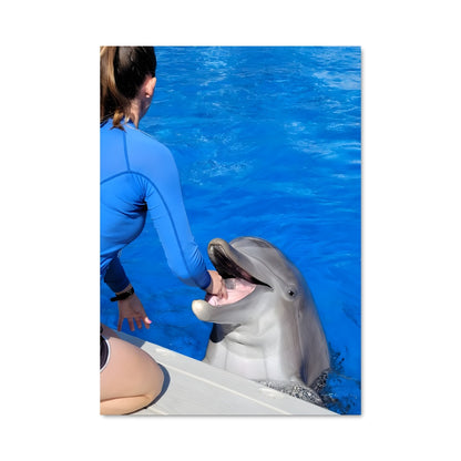 Poster Danse avec les Dauphins