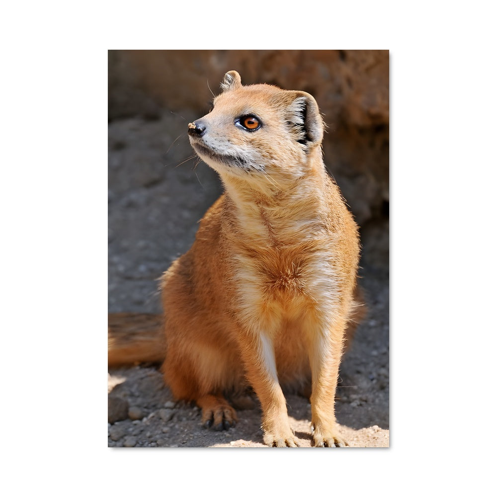 Poster Mongoose Magique